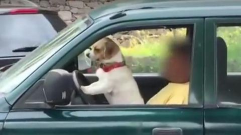 Portugaliyada it avtomobilni boshqardi (video)