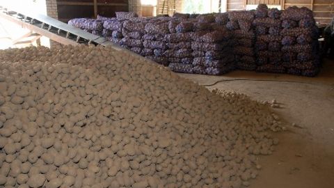 Kartoshka muammosi: sarson fermerlar foydasiga berilgan taklif