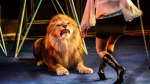 Нега бир қатор мамлакатлар ҳайвонлар циркидан воз кечмоқда?