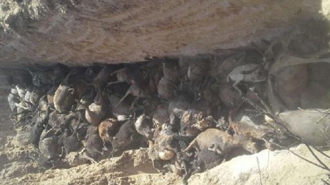 Qozog‘istondagi 1,5 ming qo‘y va cho‘ponning yonib ketishiga nima sabab bo‘lgani aniqlandi