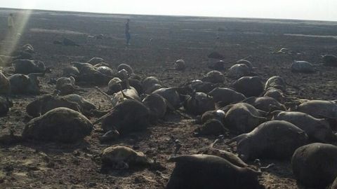 Qozog‘istonda cho‘pon va 1,5 mingta qo‘y yonib ketdi