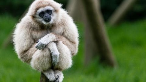 Turizm qurbonlari: Tailandda har yili 3 mingga yaqin gibbon o‘ldiriladi