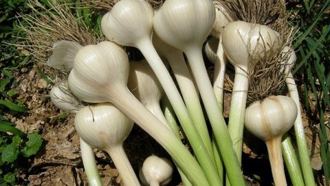 Yuqori Chirchiqda firibgar sarimsoq piyoz yetishtirgan dehqonni aldab ketdi