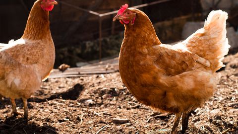Buxoroda oliy ma’lumotli tovuq o‘g‘risi qo‘lga olindi