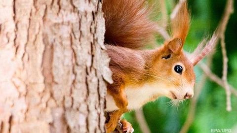 Olmaxon sababli Kaliforniyaning 45 ming aholisi elektr energiyasiz qoldi