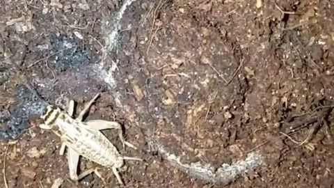 Ер остига яширинган Африка ўргимчаги чигирткани домига тортиб кетди (видео)