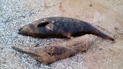 OAV: Qrimda delfinlar yoppasiga qirilib ketmoqda