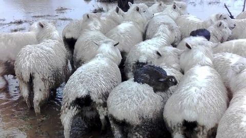 Янги Зеландияда қуёнлар қўйларнинг устига чиқиб, тошқинда жон сақлади