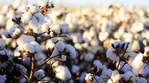 Пахта мавсуми бошланмоқда: Президент янги қарорни имзолади