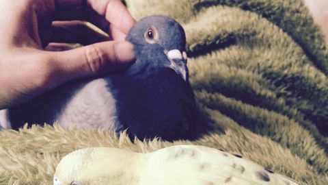 Япон кабутари тўтиқуш билан дўстлашиб олиб, уни ўзининг устида айлантирмоқда (видео)