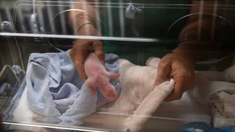 Франциядаги ягона урғочи панда эгизакларни дунёга келтирди, улардан бири вафот этди