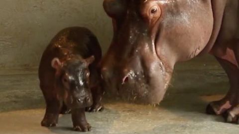 Angliyadagi hayvonot bog‘ida begemot tug‘ildi. Unga Xodor deb nom berishdi (video)