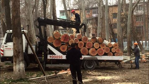 Ekologiya davlat qo‘mitasi Toshkent shahridagi daraxtlarni kesish uchun beriladigan ruxsatlar tartibiga o‘zgartirish kiritdi