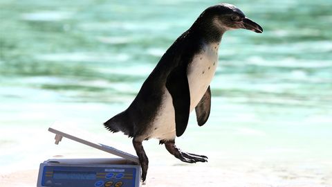 Чили пингвинлар хавфсизлиги учун 2,5 млрд долларлик руда қазиб олиш лойиҳасидан воз кечди