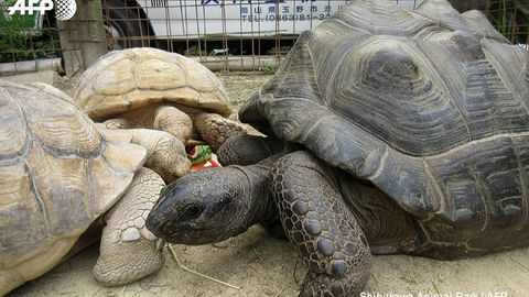 Yaponiyada gigant toshbaqa hayvonot bog‘idan qochib ketdi. U ikki haftadan so‘ng bog‘ devoridan 140 metr narida topildi