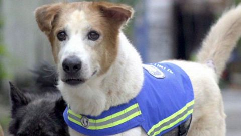 Tailand ko‘chalarini itlar patruli qo‘riqlaydi