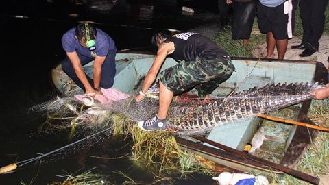 Tailandda plyaj yaqinida suzib yurgan uch metrli timsoh ushlandi