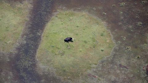 «Харви» тўфонидан сўнг қутқарувчилар вертолётларда ороллардаги сигирларни изламоқда (видео)