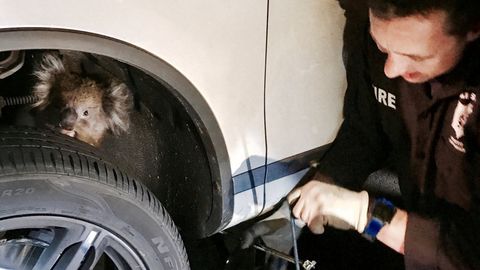 Avstraliyada avtomobil ostida 16 kilometr yo‘l bosgan koala omon qoldi