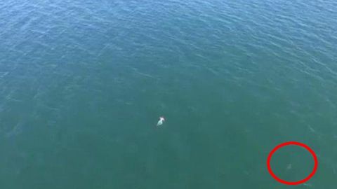 Америкалик эркак полициядан қочиб, денгизда сузиб кетаётганида акулага дуч келди (видео)