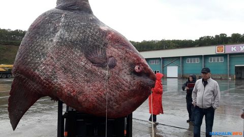 Kuril orollarida baliqchilar 1100 kilogrammlik ulkan oy baliqni tutdi