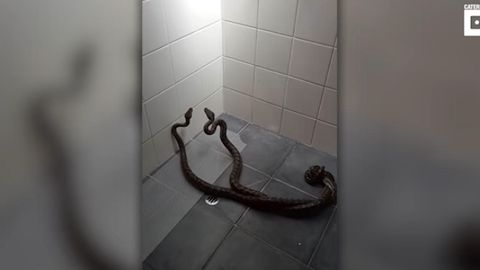 Avstraliyalik uy bekasi polyuvgich yordamida uyidan 2 ta ilonni quvib yubordi (video)