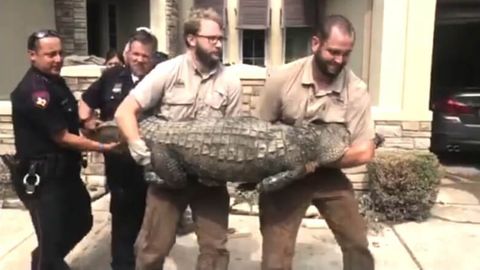 Texasda to‘fon tufayli uyini tark etgan odam qaytib kelib mehmonxonasidan alligator topdi (foto)