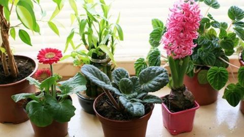 Чекувчилар бўлган уйда қандай ўсимликларни ўстириш мумкин?