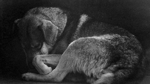 Hayvonlar himoyachilari: “Hukumat insonlar mas’uliyatsizligi oqibatlari bilan kurashmoqda”