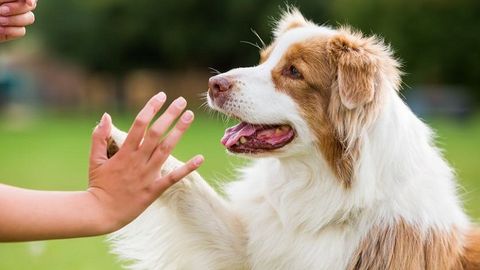 Toshkentda daydi hayvonlarni tutish xizmatlari faoliyati to‘xtatildi