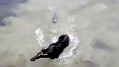 Kanadadagi ko‘lda bug‘u va bo‘ri jang qildi (video)