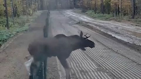 Bug‘u noqonuniy ravishda Litva va Belarus chegarasini kesib o‘tdi (video)