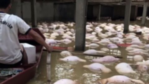 Yuzlab cho‘chqalar Vyetnamdagi toshqinda suzib omon qolishga urindi (video)