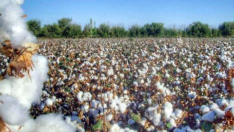 O‘zbekiston paxta yetishtirishda Better Cotton standartini joriy etadi