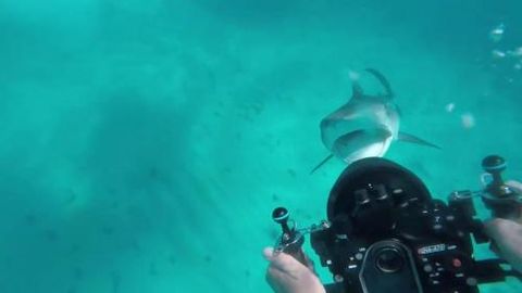 Akula uni tasvirga olayotgan g’avvosga tashlandi (video)