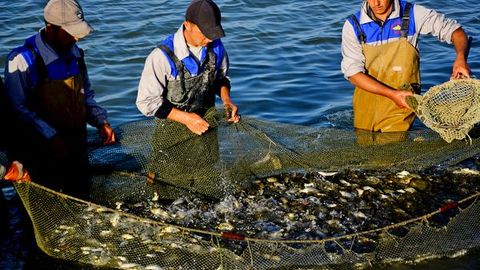 Surxondaryo viloyatida joriy yilda 3 ming tonnaga yaqin baliq yetishtirish rejalashtirilmoqda