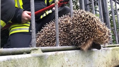 Германияда ўт ўчирувчилар бригадасини панжарага тиқилиб қолган типратиканни қутқариш учун ёрдамга чақиришди