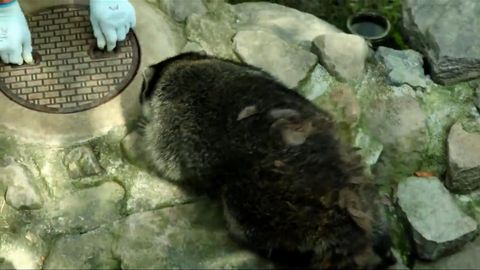 Тарбия кўрган енот: у эшикни ортидан ёпиб юради (видео)