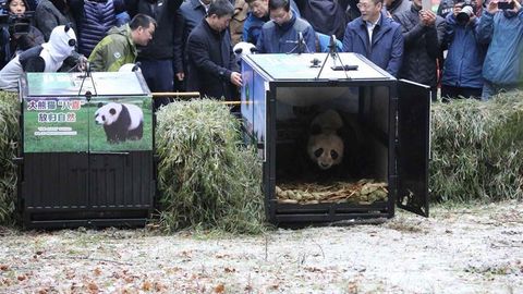 Хитойда тутқунликда дунёга келган иккита панда ёввойи табиатга қўйиб юборилди (видео)