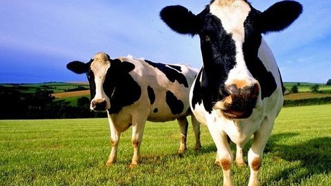 Фарғонада муқаддам судланган шахс 3 млн сўмлик қорамол ўғирлади