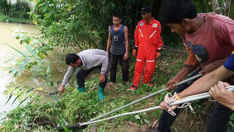 Qirollik kobrasi uch soat pitonga qarshi jang qilib, uni yengishga muvaffaq bo‘ldi (video)
