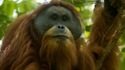 Indoneziyada orangutanlarning yangi turi aniqlandi