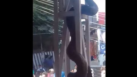 Temiryo‘l stansiyasiga kelib qolgan 4,5 metrli piton hind ziyoratchilarini hayratga soldi (video)