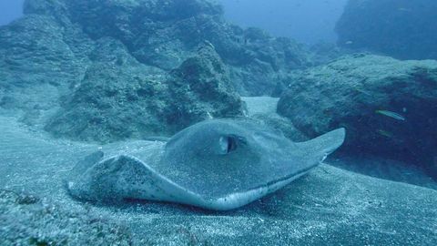 Видео: 3 метр келадиган улкан денгиз мушуги