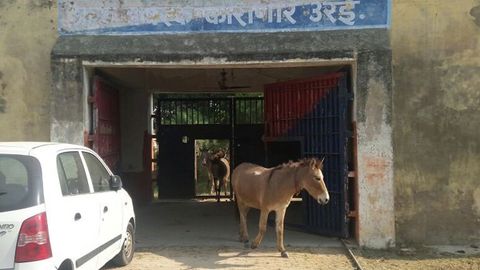 Ҳиндистонда эшаклар тўдаси ўсимликларни еб қўйгани учун қамоққа тушди