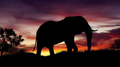 Замбияда фил икки сайёҳни янчиб ўлдирди