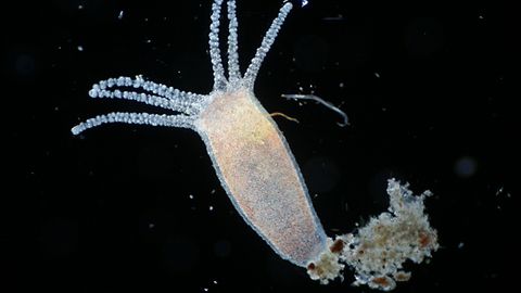 Гидраларда абадий ҳаёт манбаи топилди