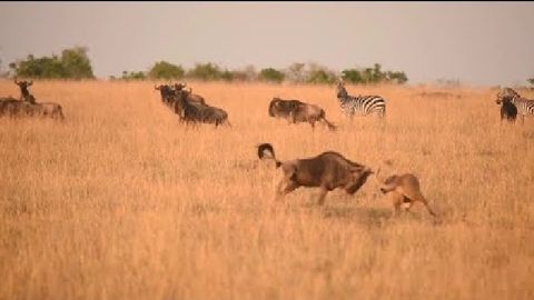 Видео: Урғочи шерлар ва антилопа жанги