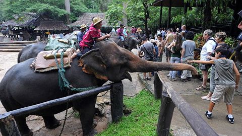Таиландда немис сайёҳини фил босиб ўлдириб қўйди