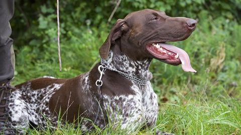 AQShda kursxaar zotiga mansub it ovchini otib qo‘ydi